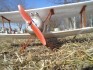 Sopwith  Classic