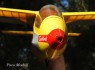R-26 Góbé  (Scale1:7)
